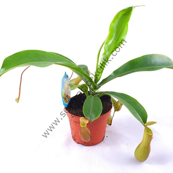 Nepenthes Alata-