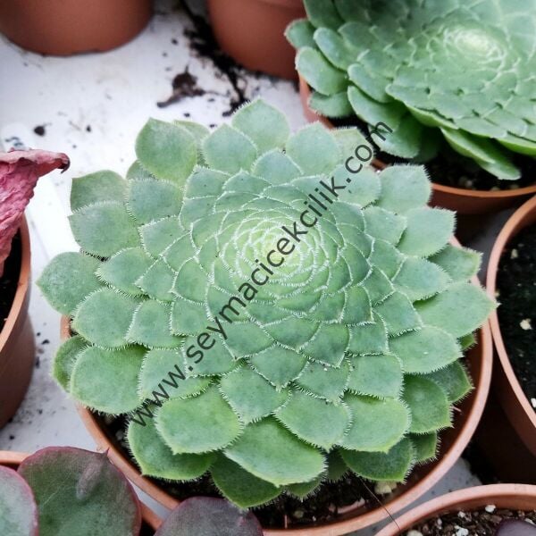 Aeonium Tabuliforme 5.5 cm lik saksıda