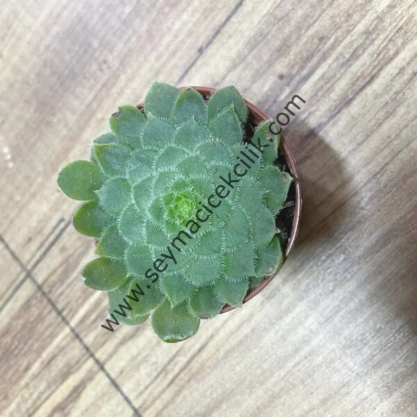 Aeonium Tabuliforme 5.5 cm lik saksıda