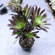 Aeonium Arboreum