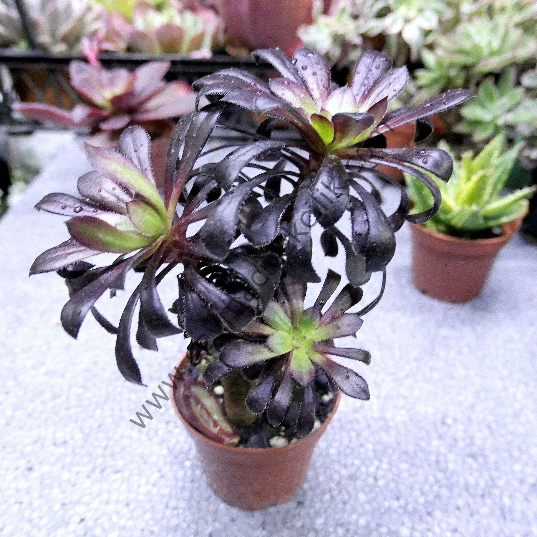 Aeonium Arboreum