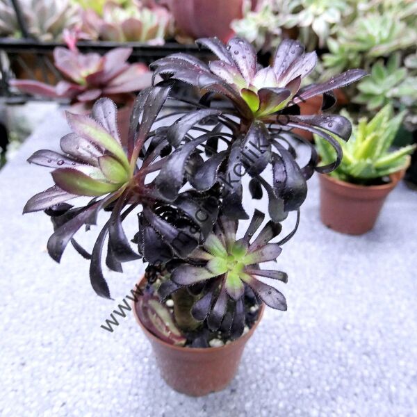 Aeonium Arboreum