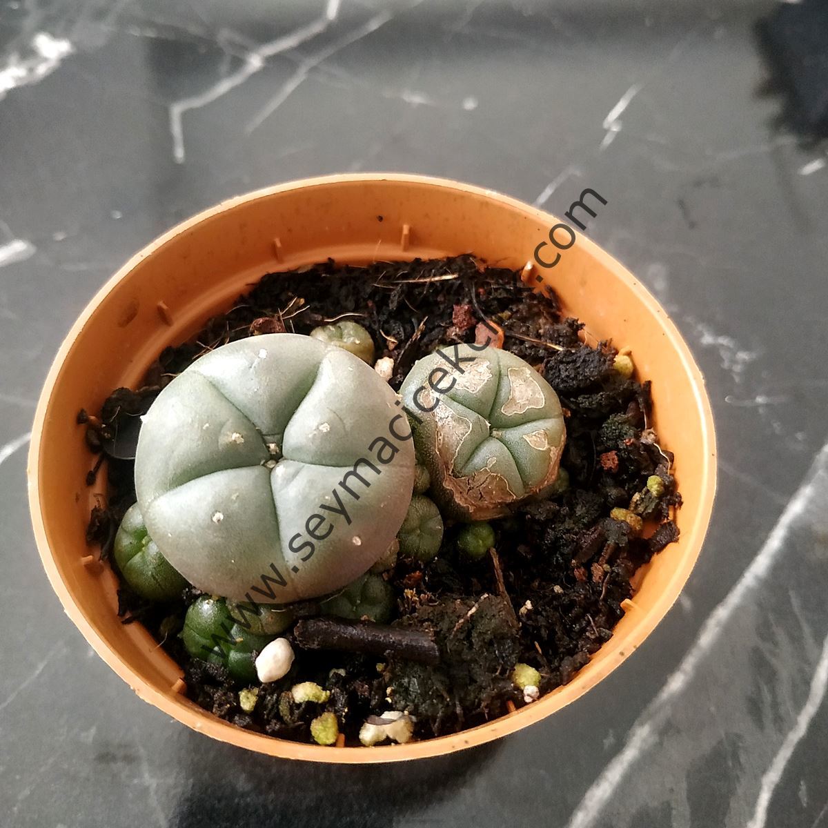 Lophophora Williamsi 5,5 cm lik saksıda