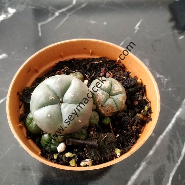 Lophophora Williamsi 5,5 cm lik saksıda