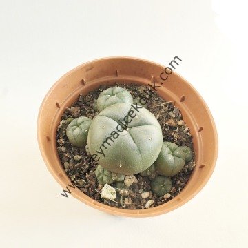 Lophophora Williamsi 5,5 cm lik saksıda