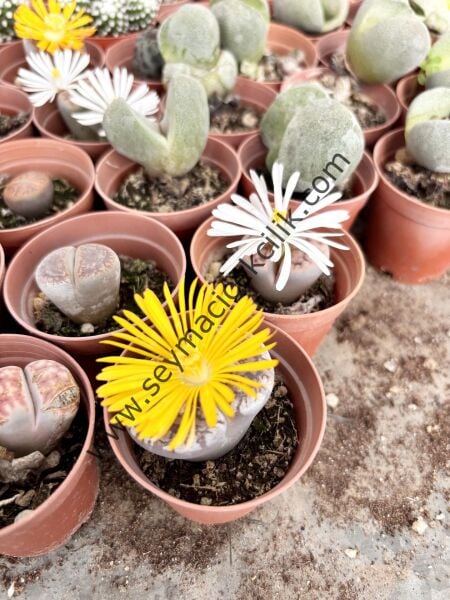 Lithops tekli - 5,5 cm lik saksısı
