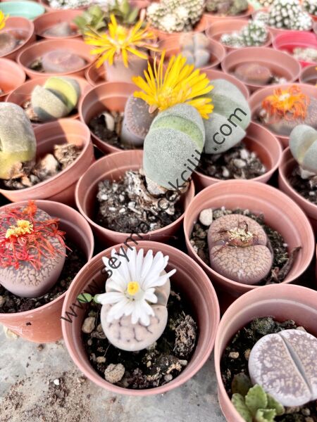 Lithops tekli - 5,5 cm lik saksısı