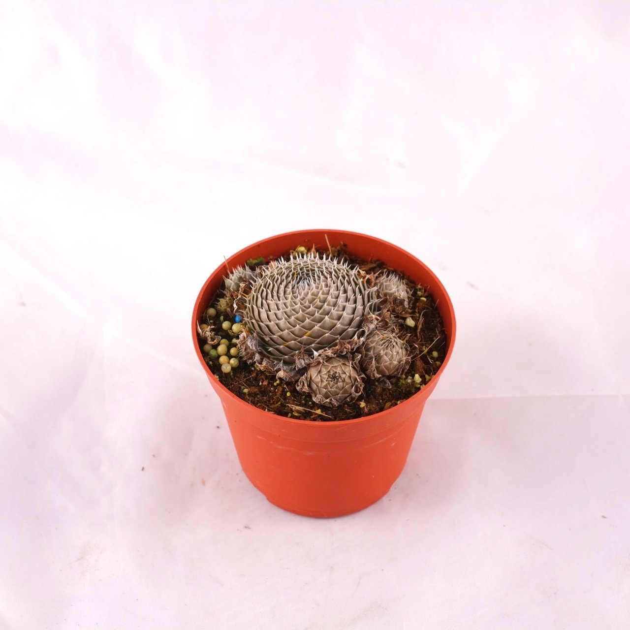 Orostachys Spinosa 5,5 cm lik saskıda