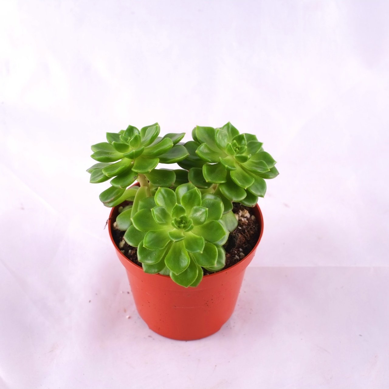 Sedeveria Letizi 5,5 cm lik saksı