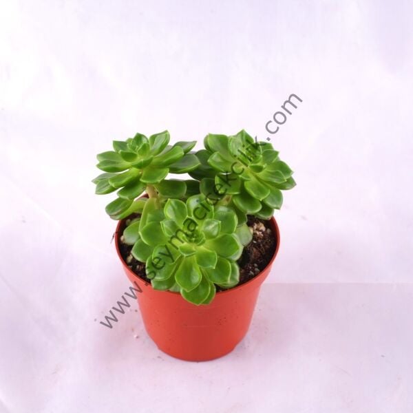 Sedeveria Letizi 5,5 cm lik saksı