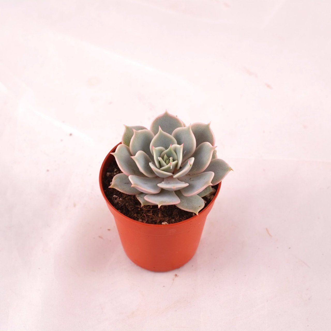 Echeveria Lilacina