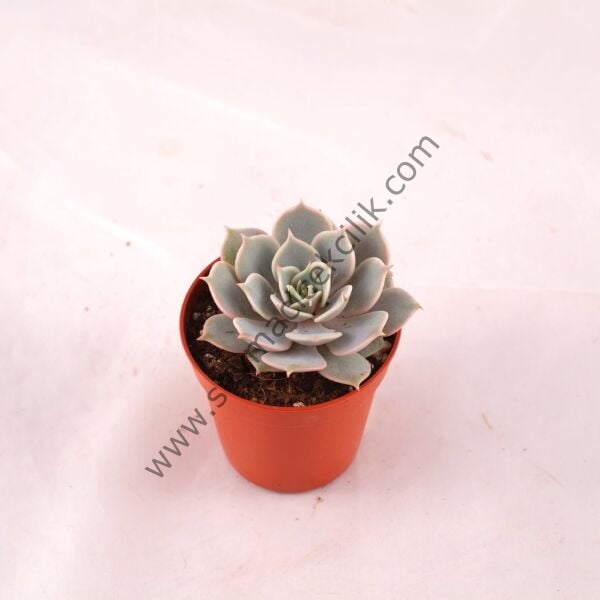 Echeveria Lilacina