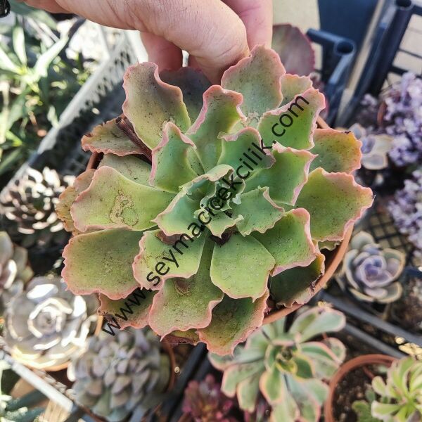 Echeveria Blue Curls 15 cm çaplı