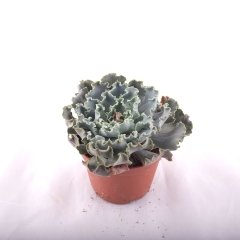 Echeveria Cheyenne 5,5 cm lik saksıda