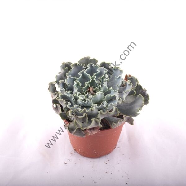 Echeveria Cheyenne 5,5 cm lik saksıda