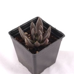 Echeveria Dark Knight