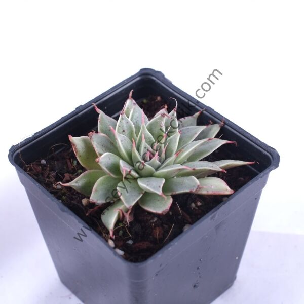 Graptoveria Silver Star