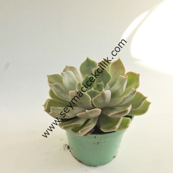 Echeveria Mensa 5,5 cm lik saksıda