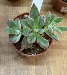 Echeveria Set oliver 6.7 cm lik saksıda