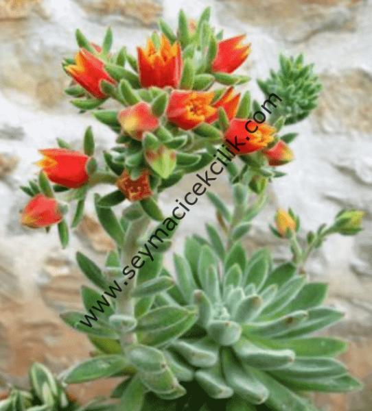 Echeveria Set oliver 6.7 cm lik saksıda