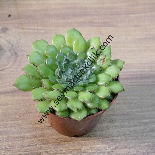 Echeveria Setosa 5,5 cm lik saksıda