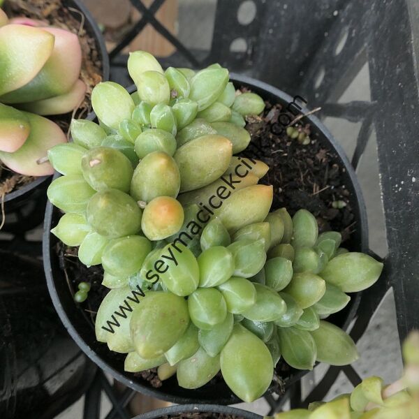 Pachyphytum Compactum Cristata