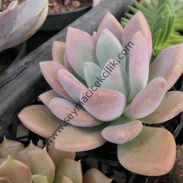 Pachyveria Scheideckeri 12 cm lik saksı