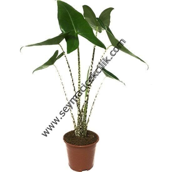 Alocasia Zebrina- Ücretsiz Kargo