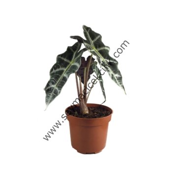 Alocasia Polly Mini