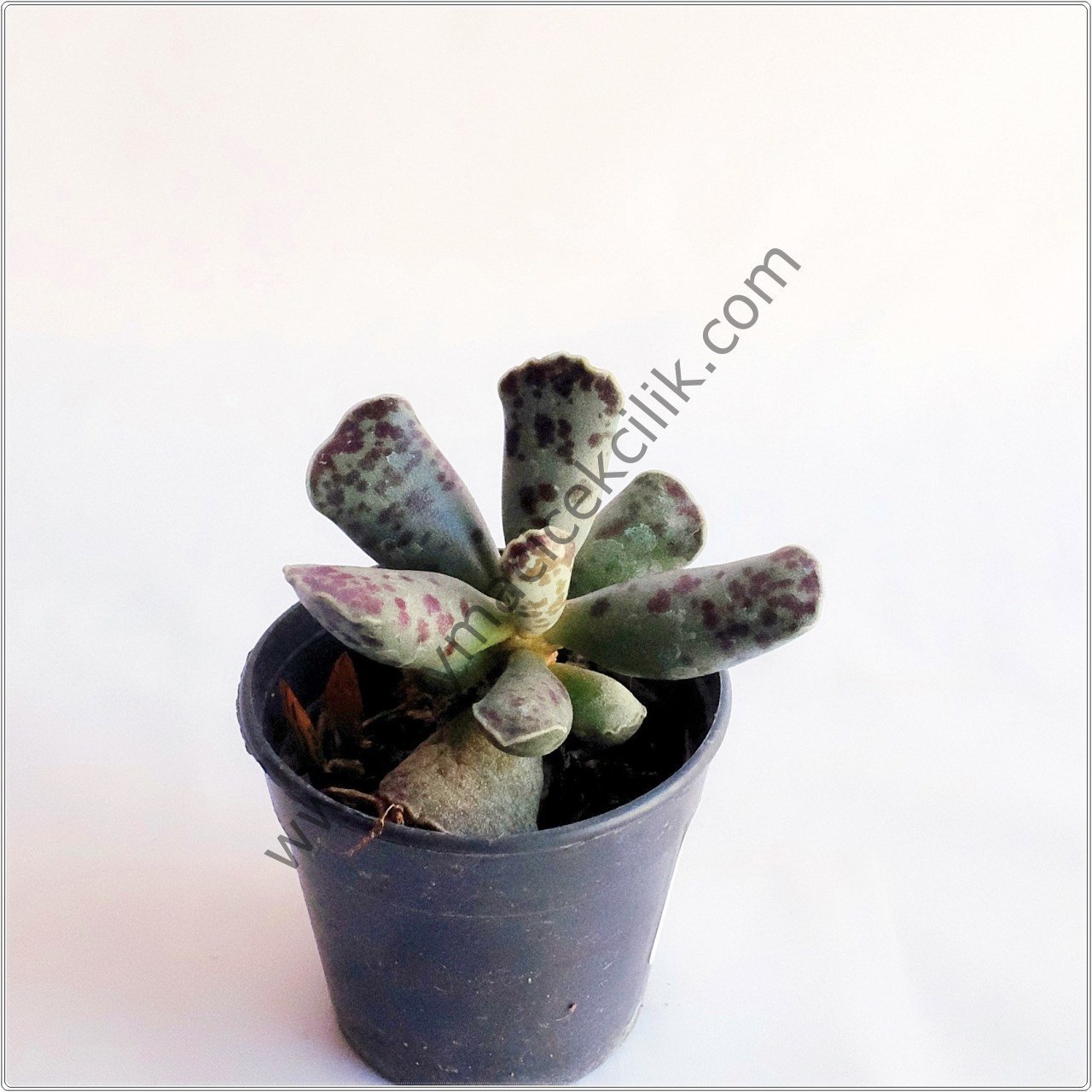 Adromischus Cooperi