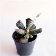Adromischus Cooperi