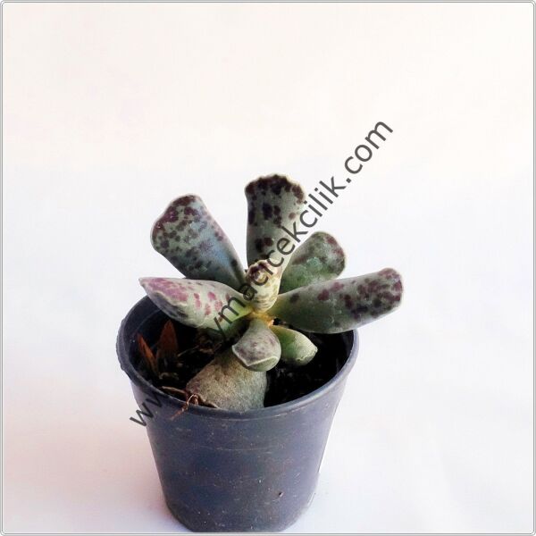 Adromischus Cooperi