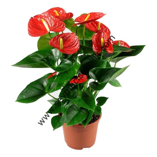 Anthurium- Filamingo