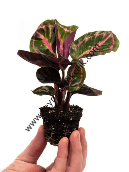 Calathea Roseopicta Dottie Mini