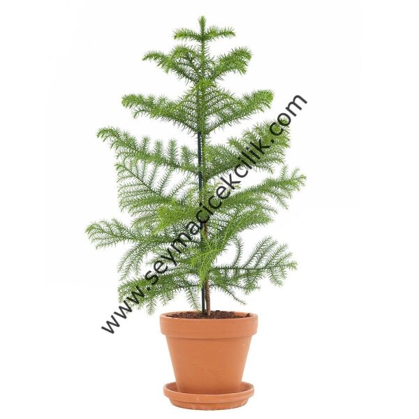 Araucaria- Salon Çamı - Ücretsiz kargo