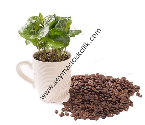 Kahve Fideleri- Bardakta