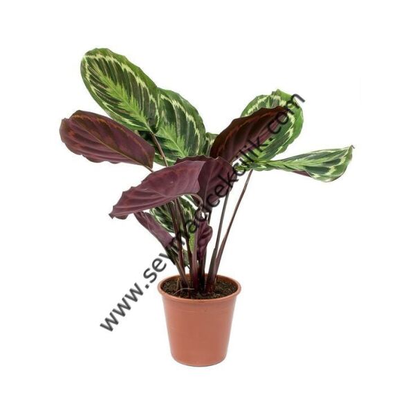 Calathea Medallion- Ücretsiz Kargo