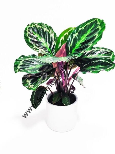 Calathea Medallion- Ücretsiz Kargo