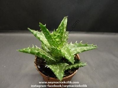 Aloe Squarrosa 5,5 cm saksıda