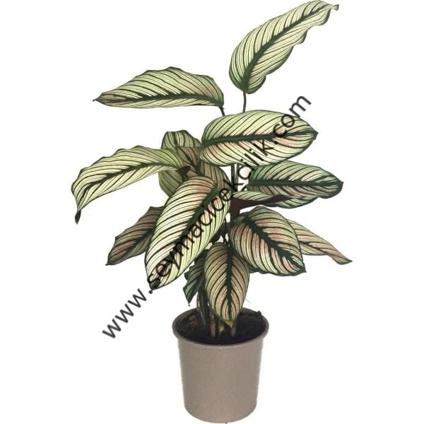 Calathea Whitestar- Ücretsiz Kargo