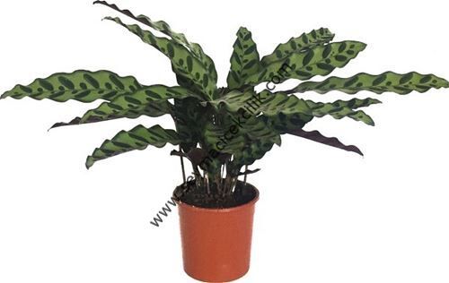 Calathea Lancifolia- Ücretsiz Kargo