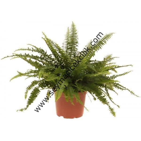 Nephrolepsis - Aşk Merdiveni- Ücretsiz Kargo