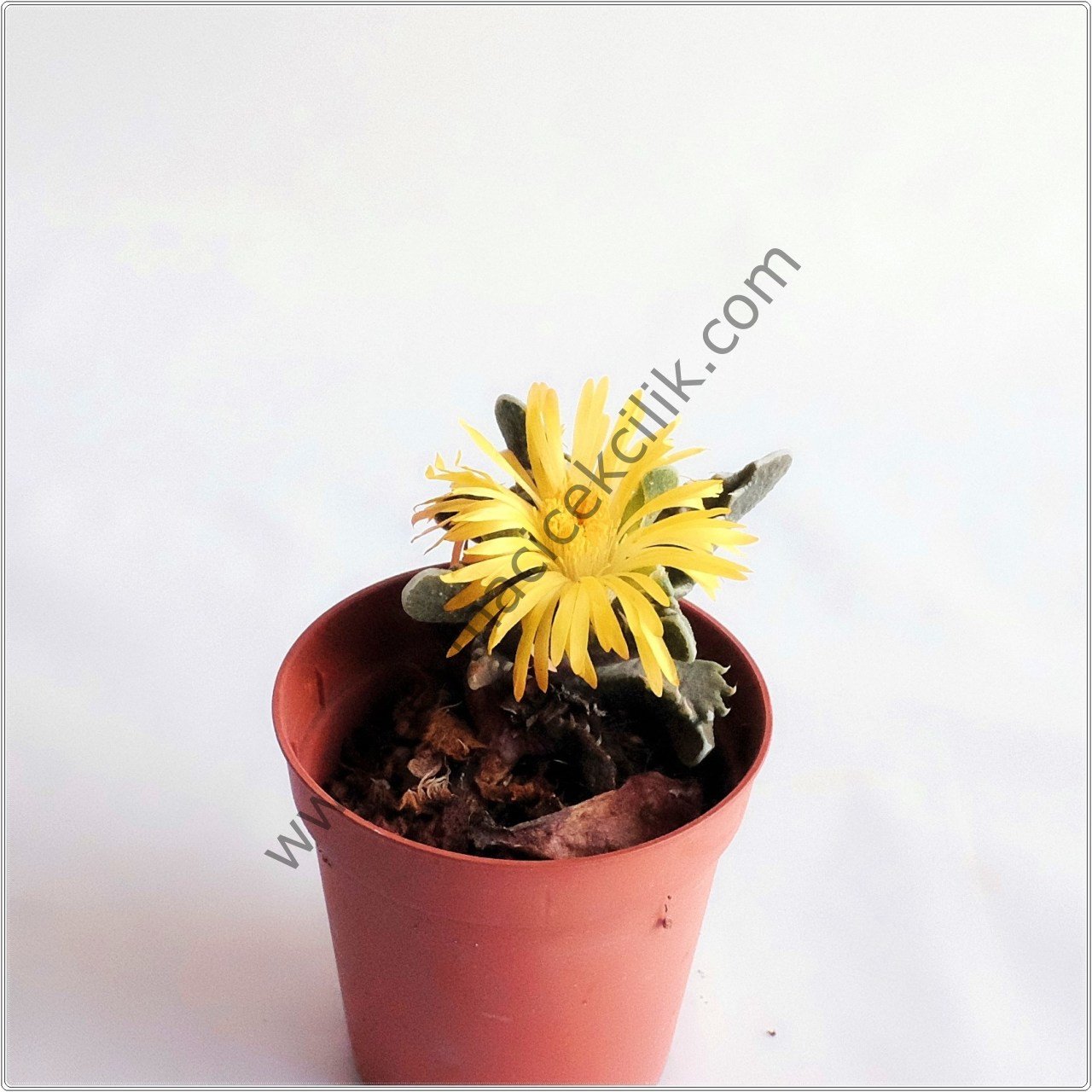 Faucaria Tigrina