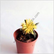 Faucaria Tigrina