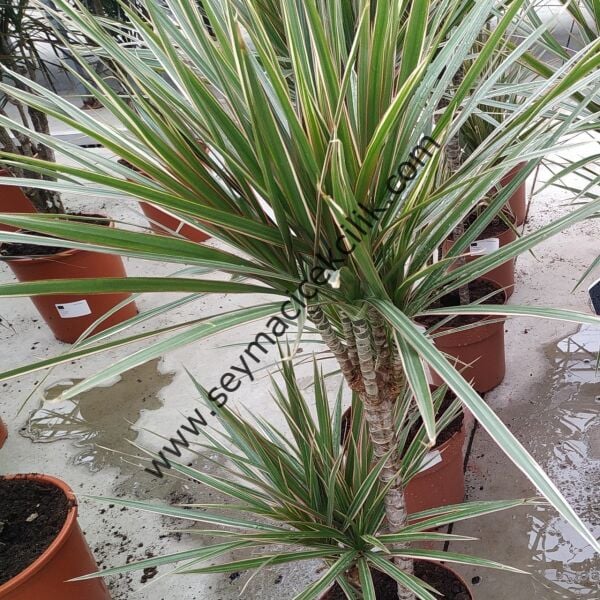 Drecena Marginata Tricolor- Ücretsiz Kargo