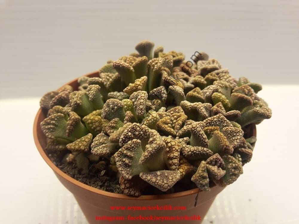 Titanopsis