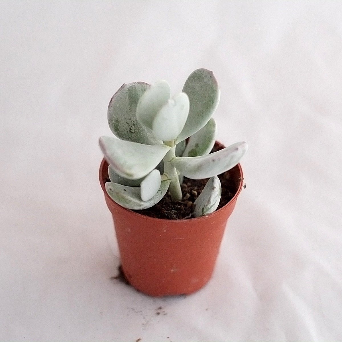Cotyledon Orbiculata