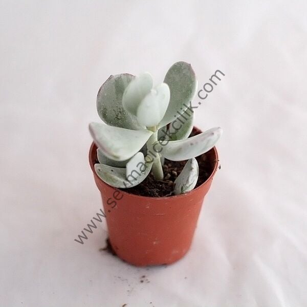 Cotyledon Orbiculata