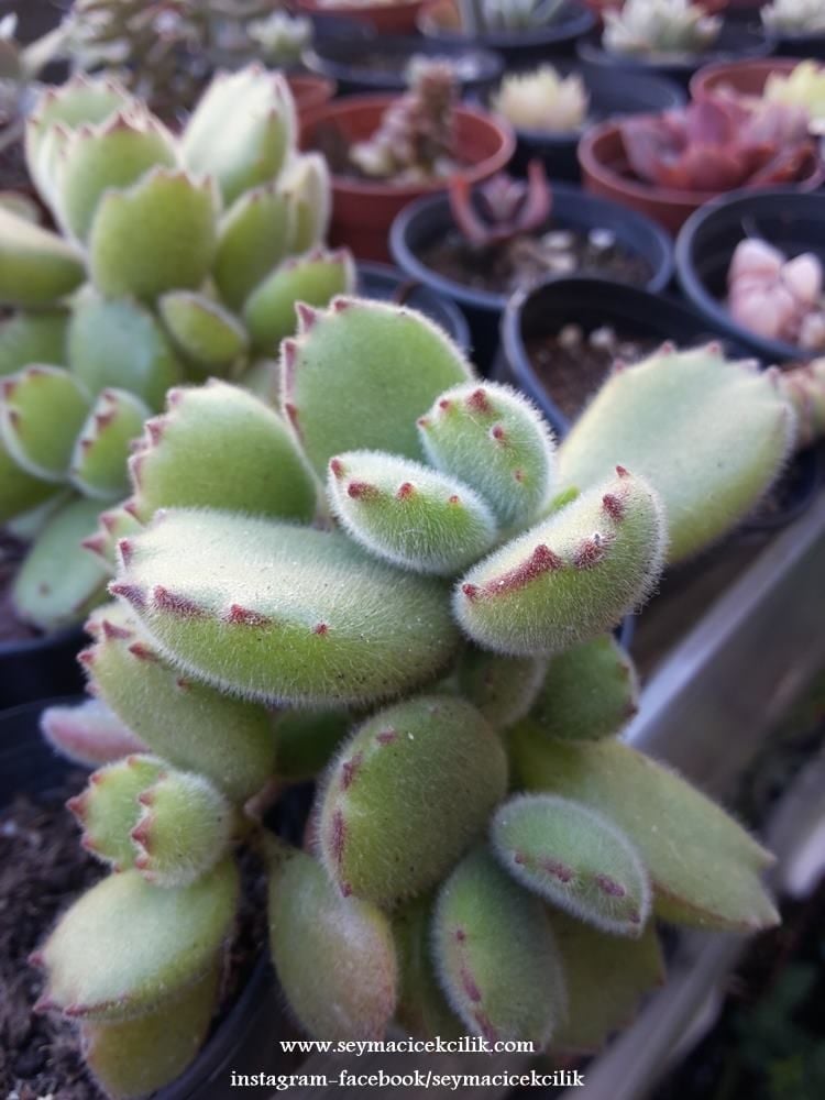 Cotyledon Tomentosa
