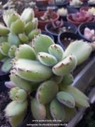 Cotyledon Tomentosa
